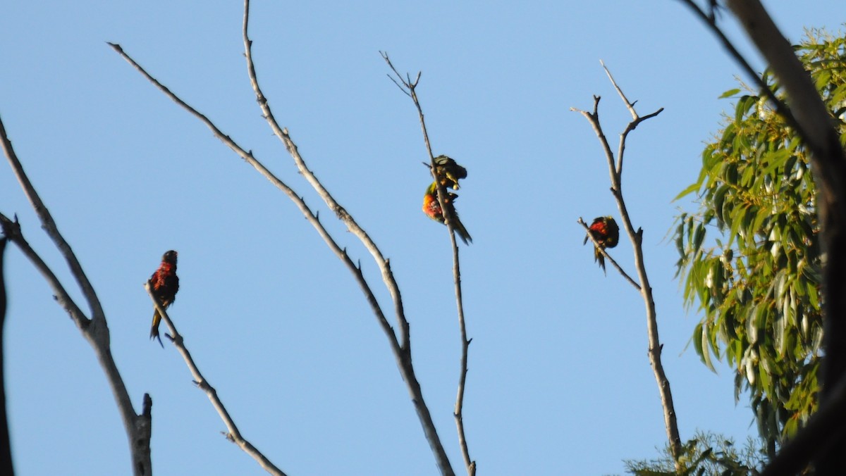 Rainbow Lorikeet - Diana Flora Padron Novoa