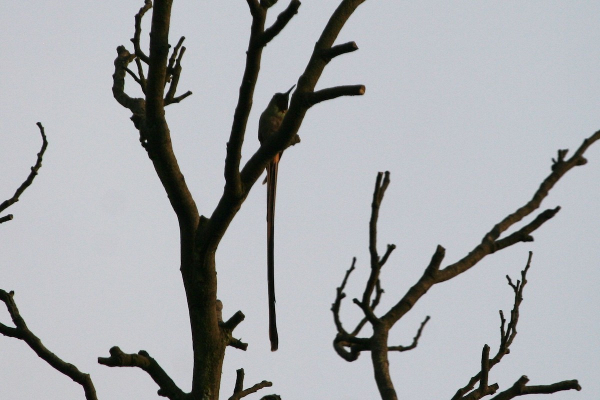 Uzun Kuyruklu Kolibri - ML702477