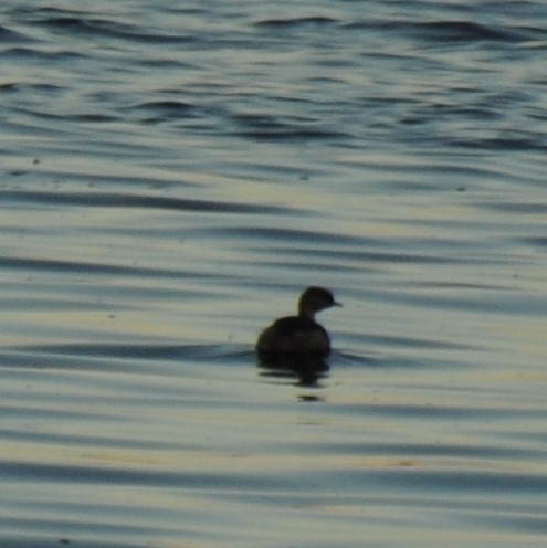 Australasian Grebe - Diana Flora Padron Novoa