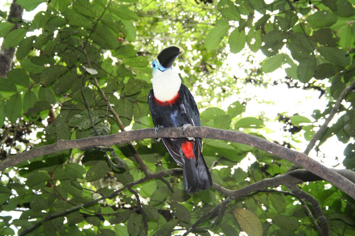 Toucan à bec rouge (cuvieri/inca) - ML702485