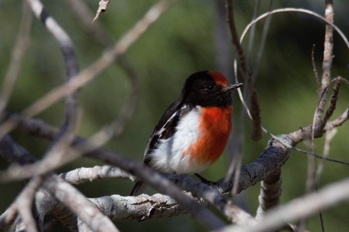 Red-capped Robin - ML70249451