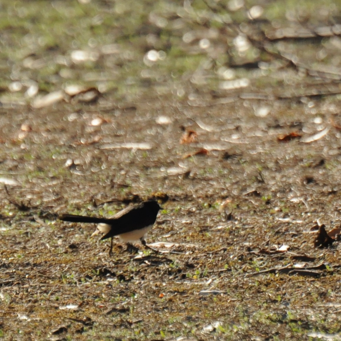 Willie-wagtail - Diana Flora Padron Novoa