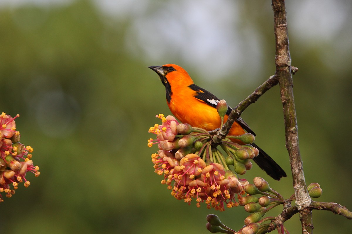 Altamira Oriole - ML70251261