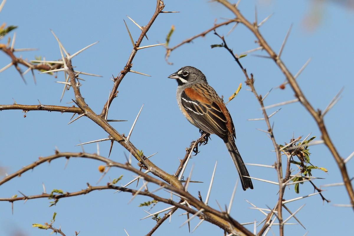 Bridled Sparrow - Christoph Moning