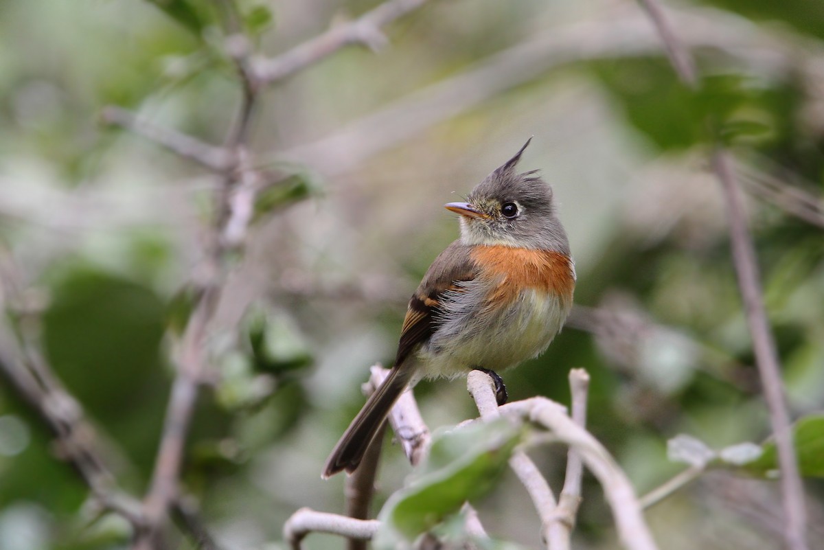 Belted Flycatcher - Christoph Moning