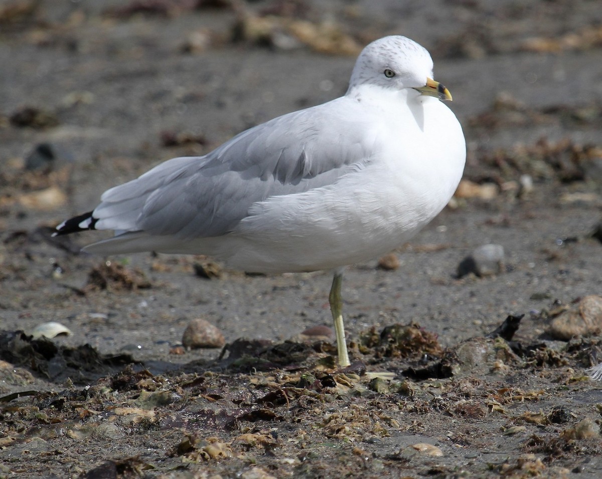 Ring-billed Gull - Bob Stymeist