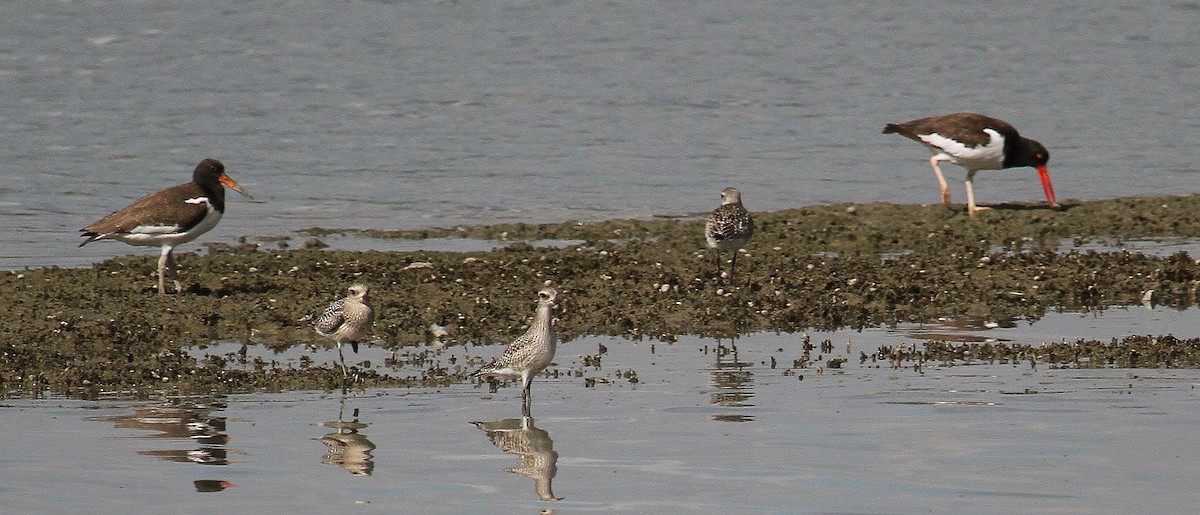 American Oystercatcher - ML70253221