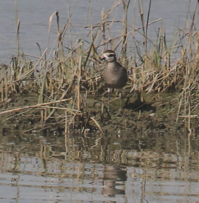 American Golden-Plover - ML70253281