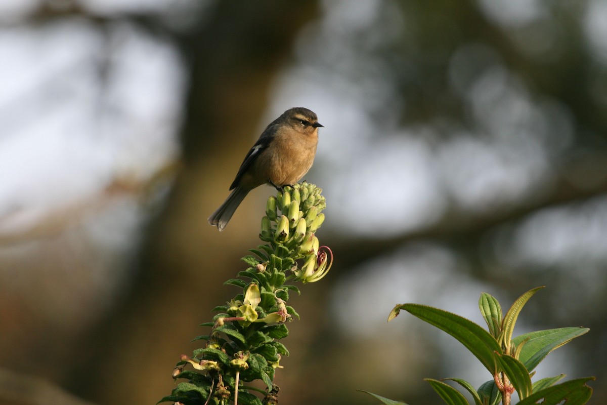 Cinereous Conebill (Ochraceous) - Juan martinez