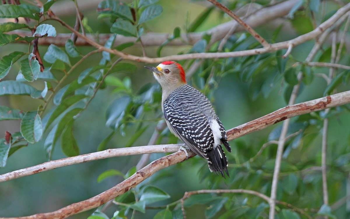 Yucatan Woodpecker - Christoph Moning