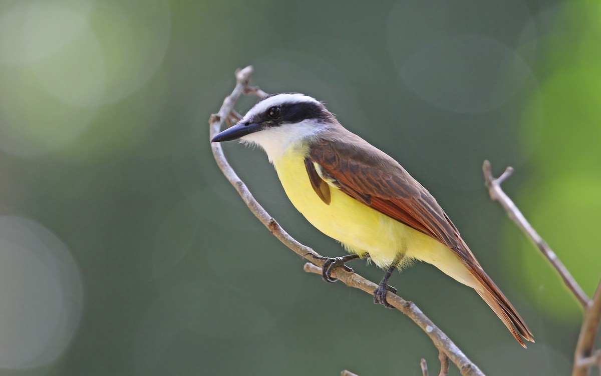 Great Kiskadee - ML70254591