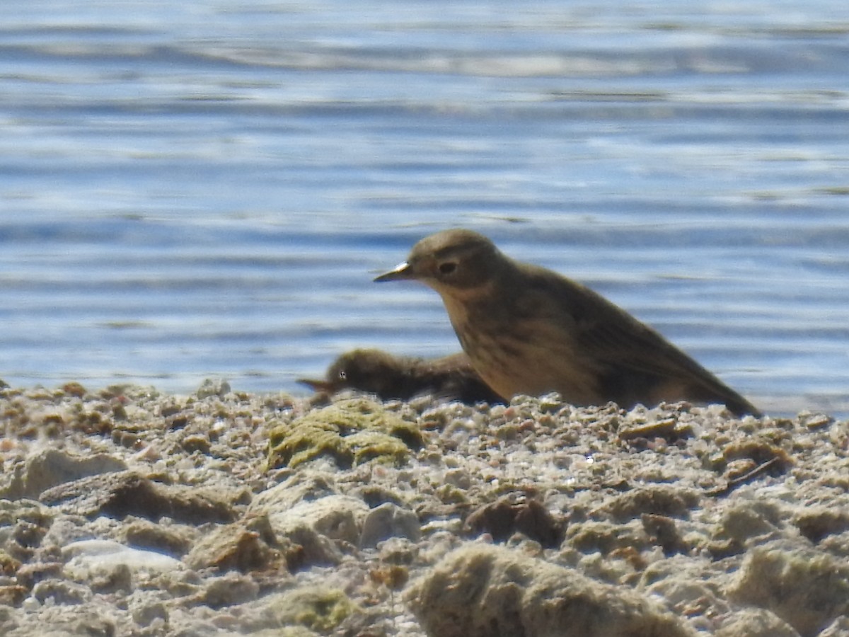 American Pipit - ML70255151