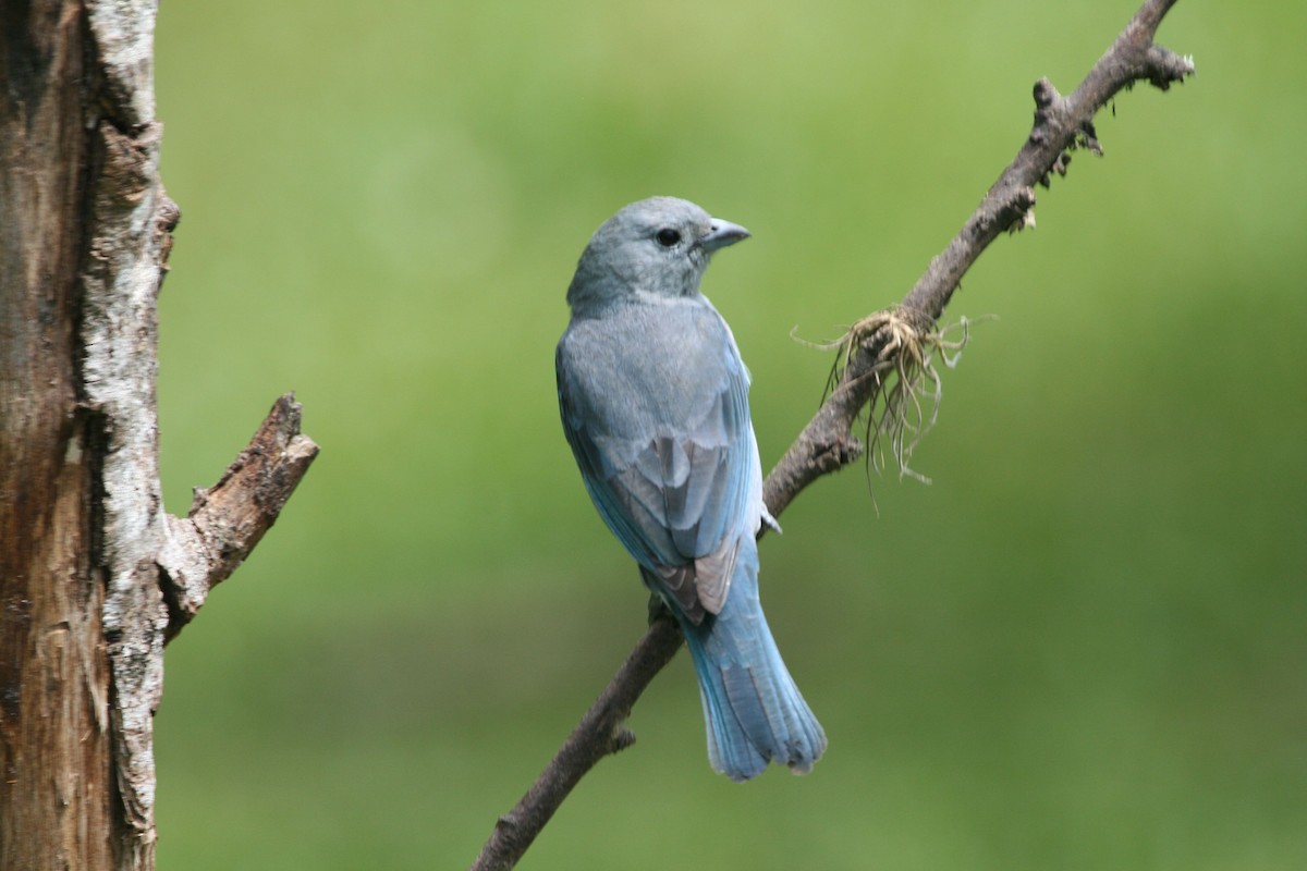 Sayaca Tanager - Juan martinez