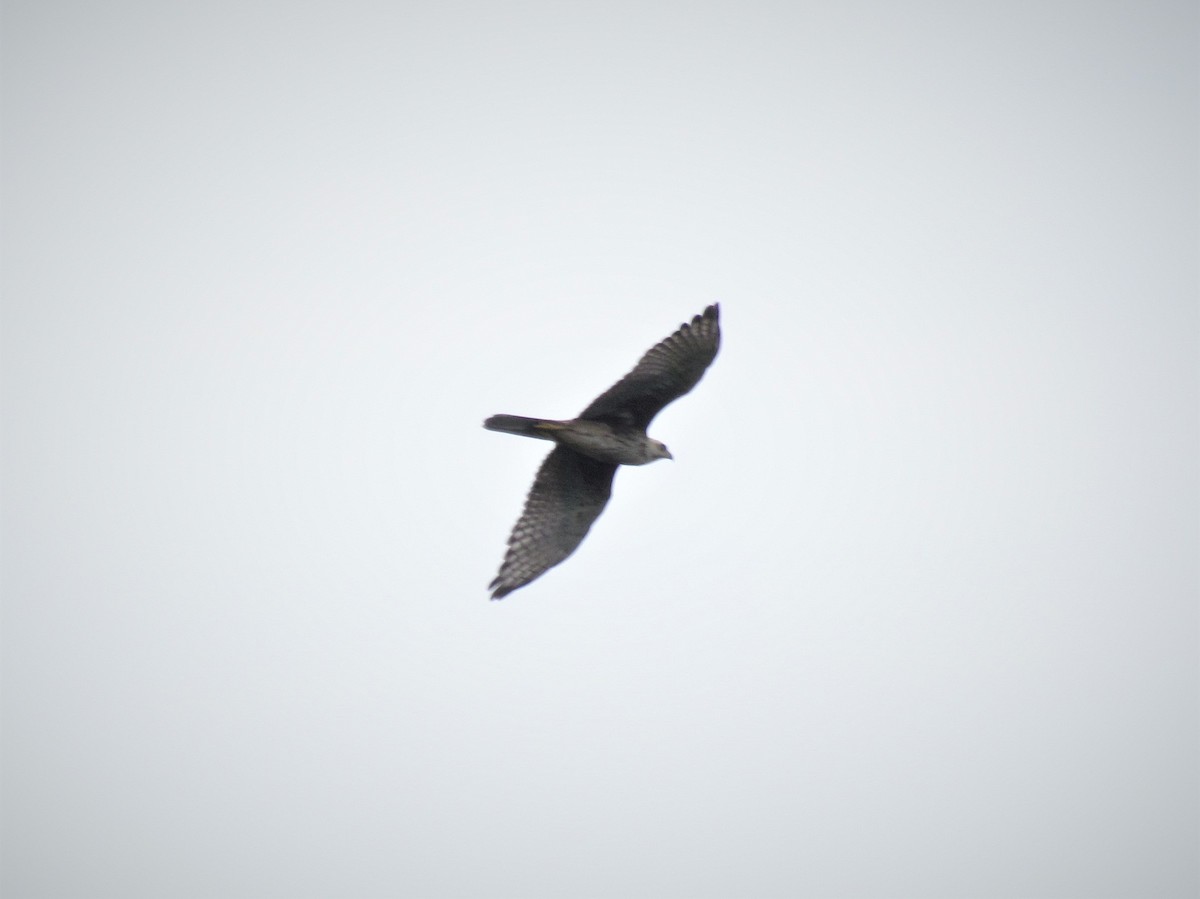 White-eyed Buzzard - ML70255401