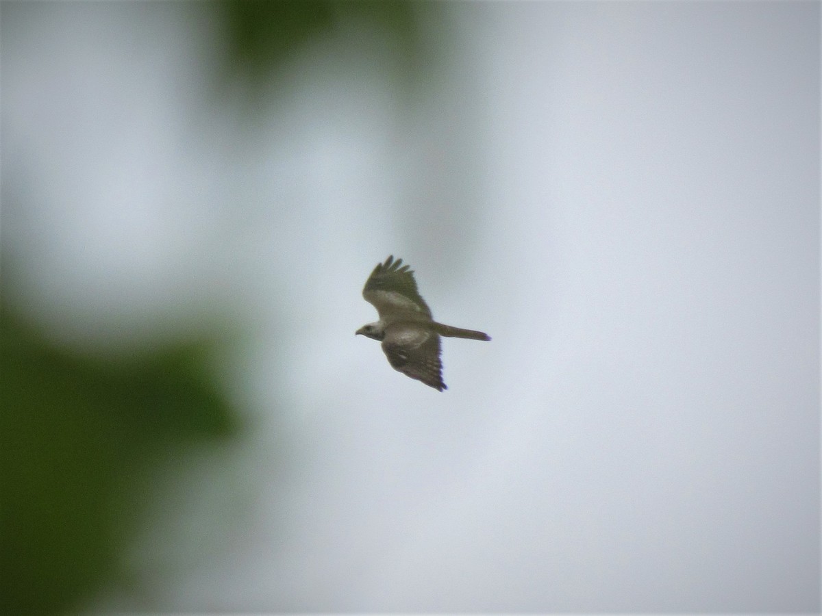White-eyed Buzzard - ML70255411