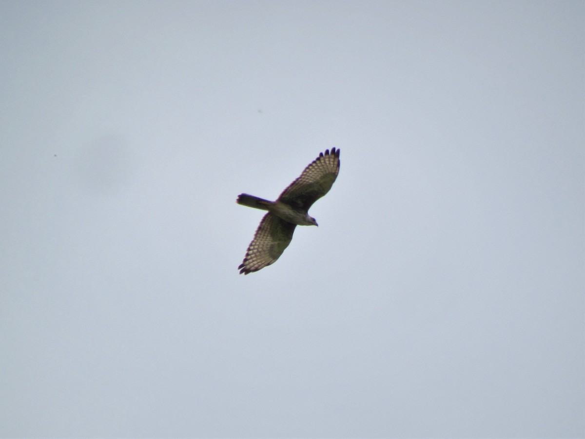 White-eyed Buzzard - ML70255421