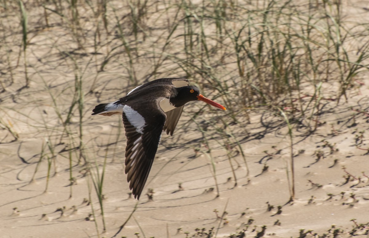 American Oystercatcher - ML70256151