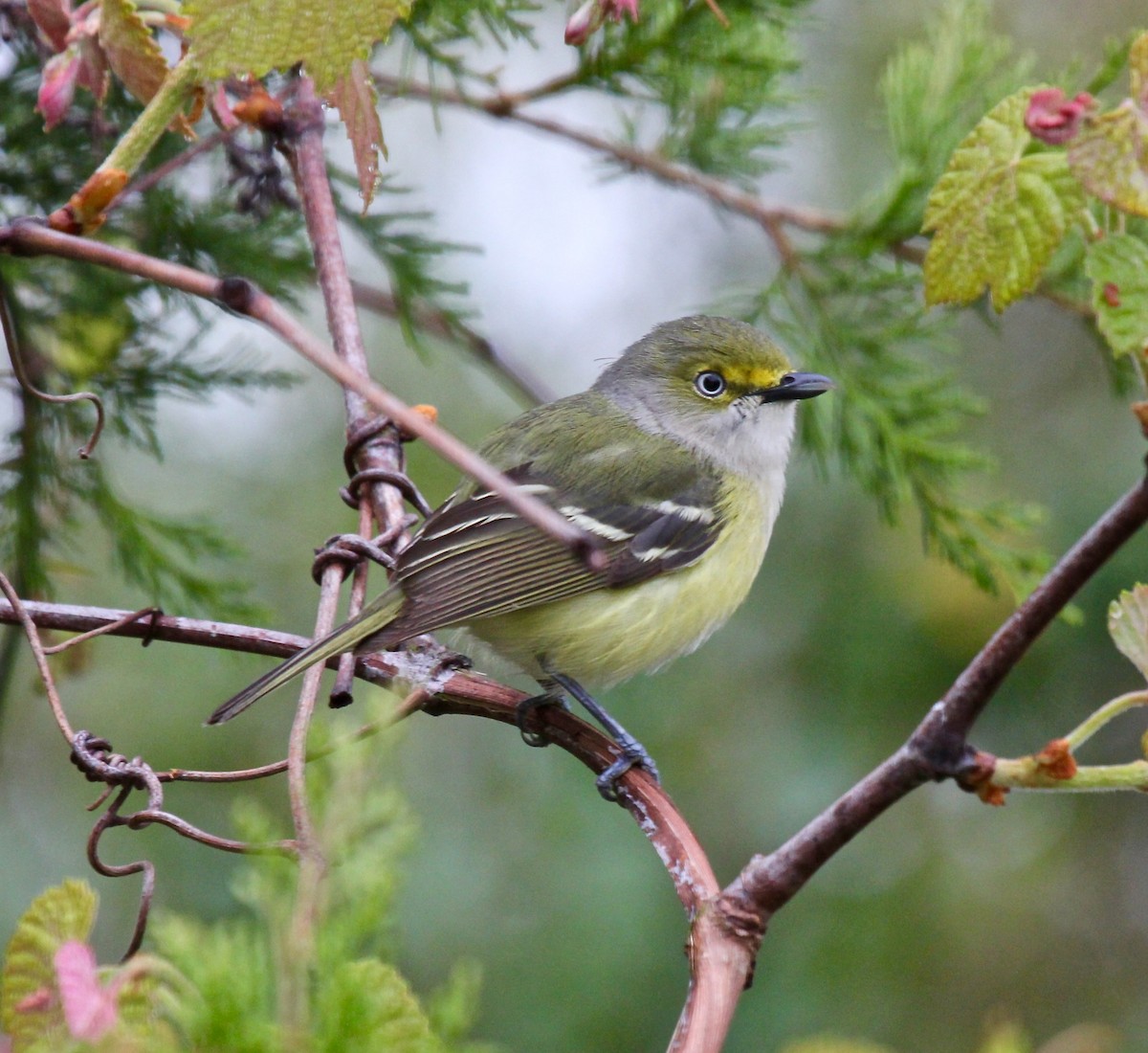 White-eyed Vireo - Rod MacKenzie