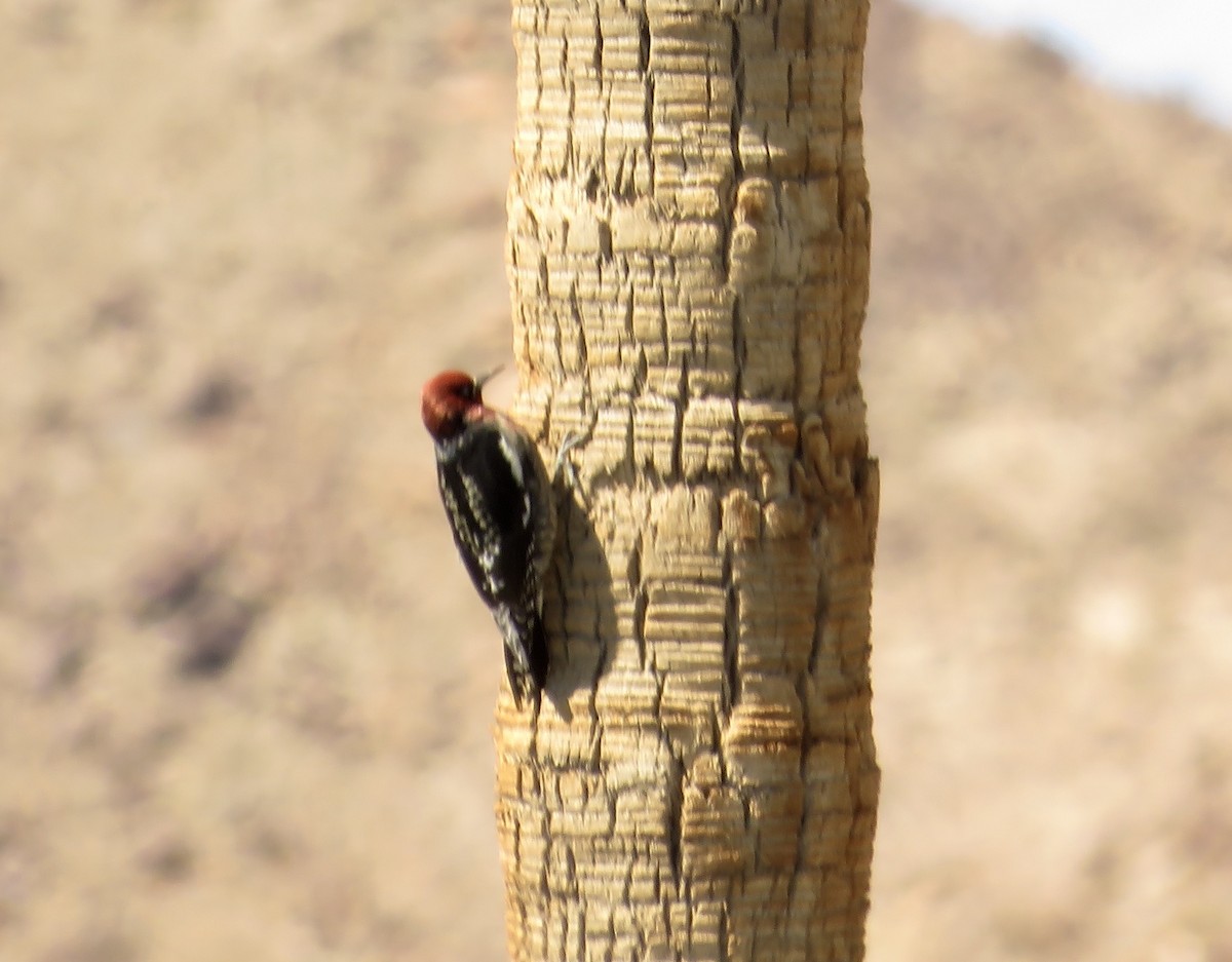 Red-breasted Sapsucker - ML70259151