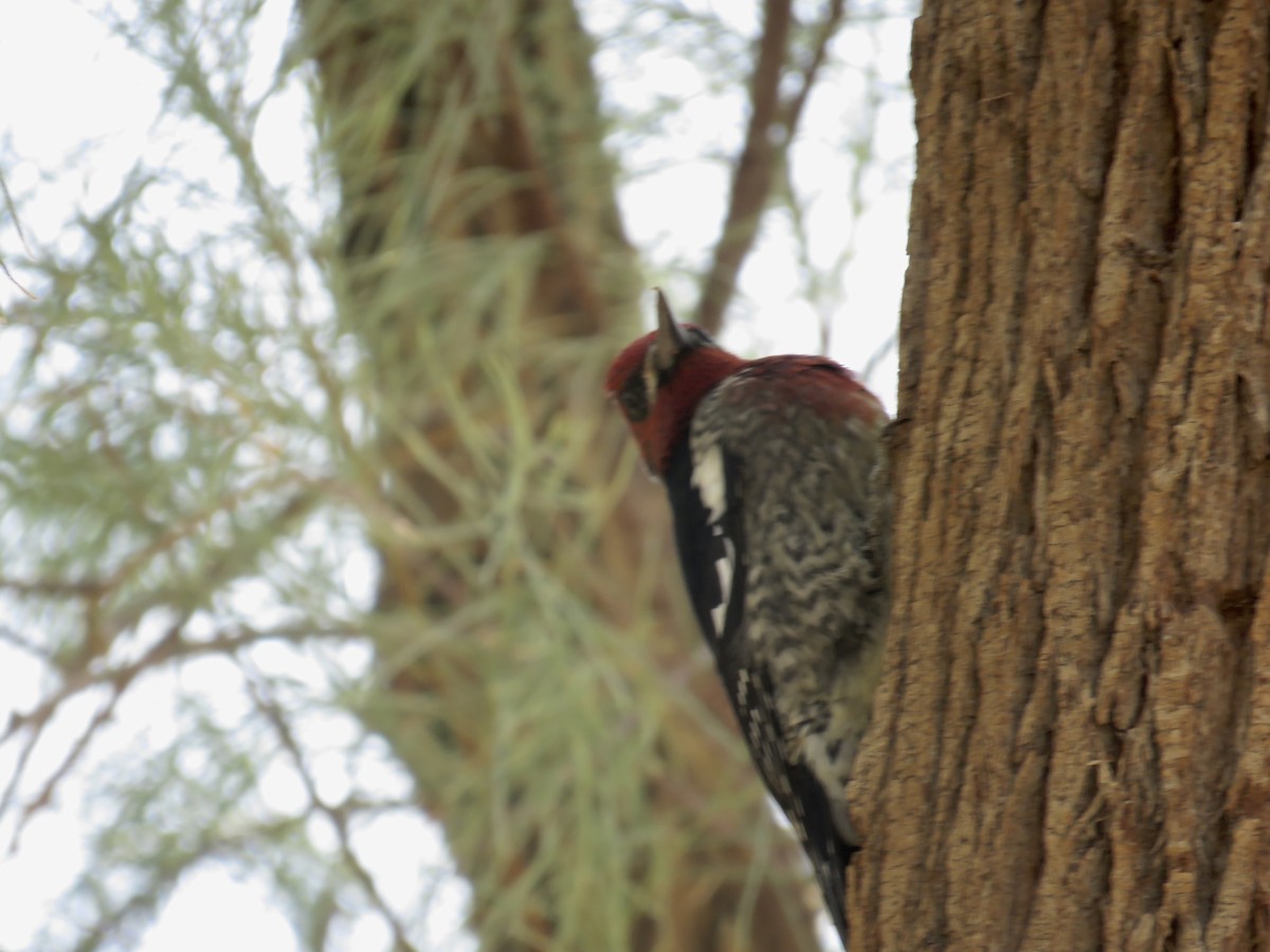 Red-breasted Sapsucker - ML70259171