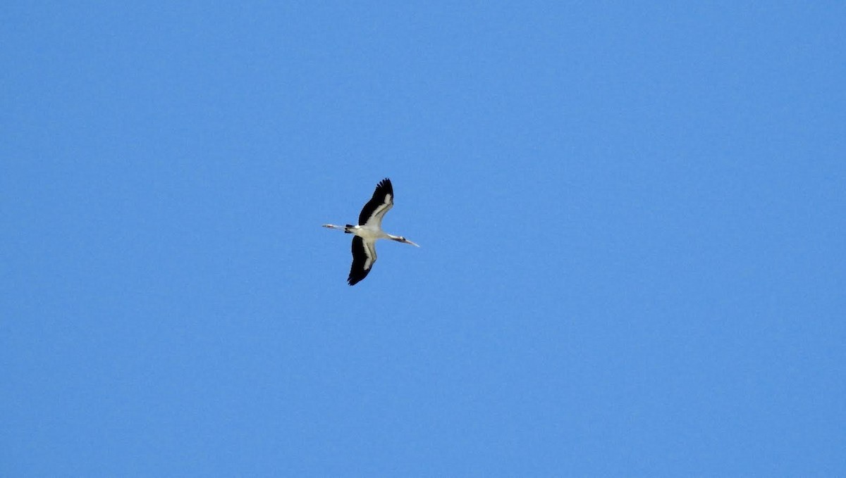 Wood Stork - ML70259641