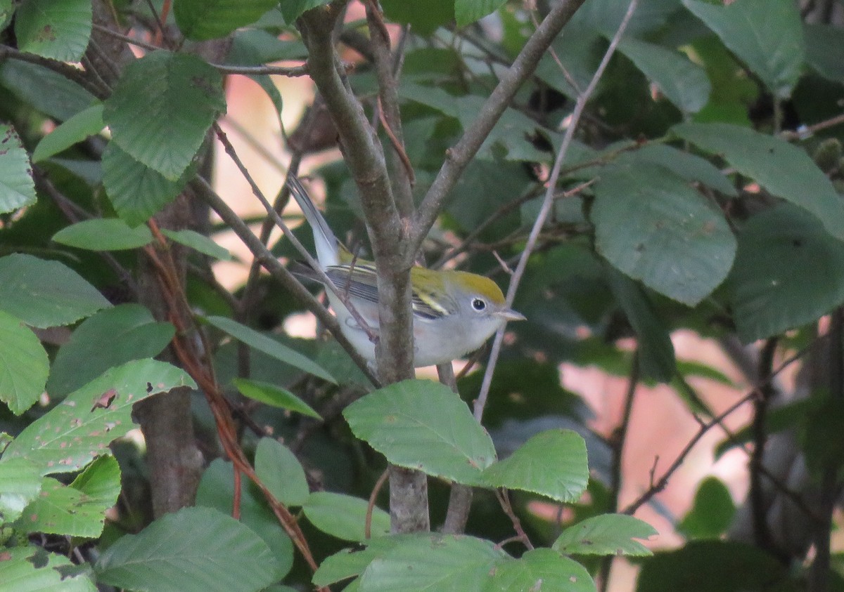 Chestnut-sided Warbler - ML70260061