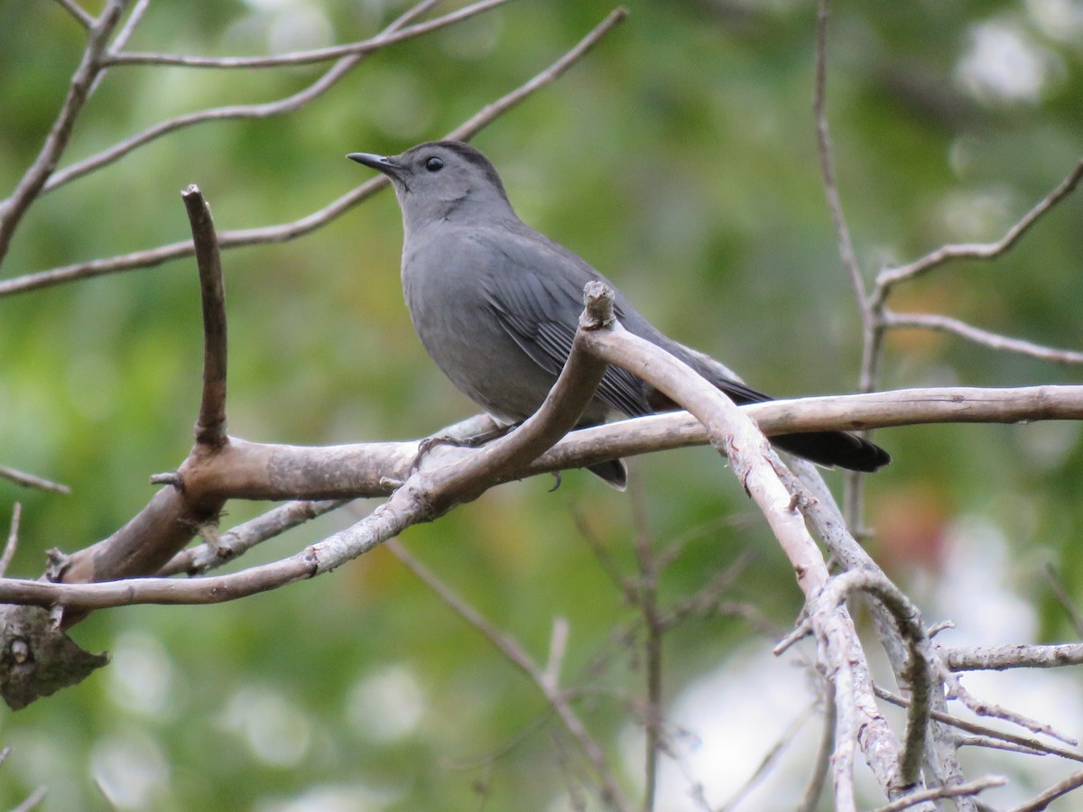 Gray Catbird - ML70260081