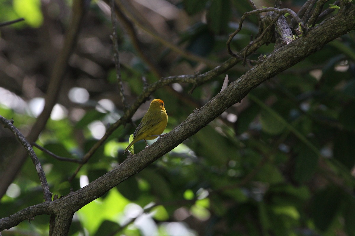 Saffron Finch - ML70260611