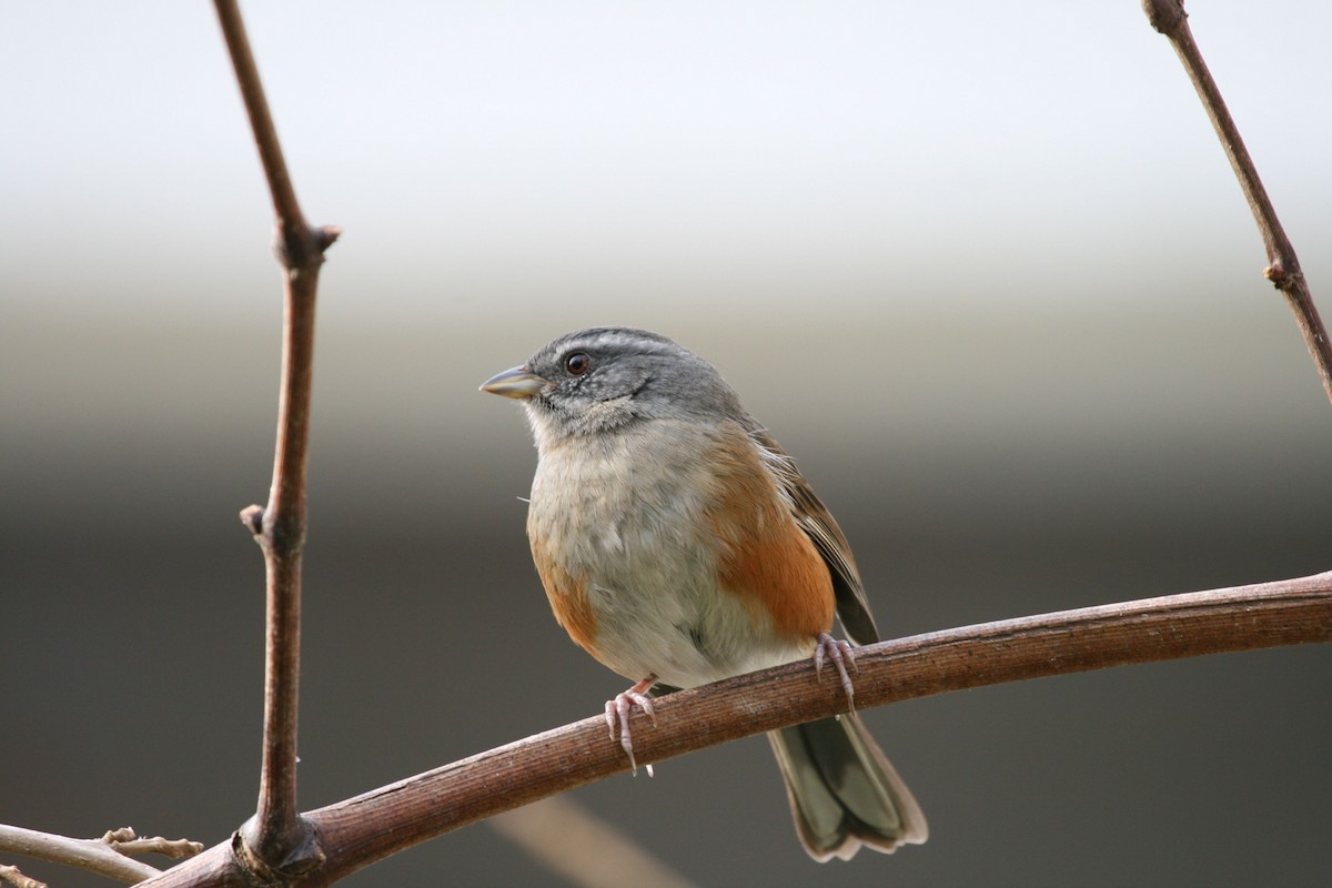 Gray-throated Warbling Finch - Juan martinez