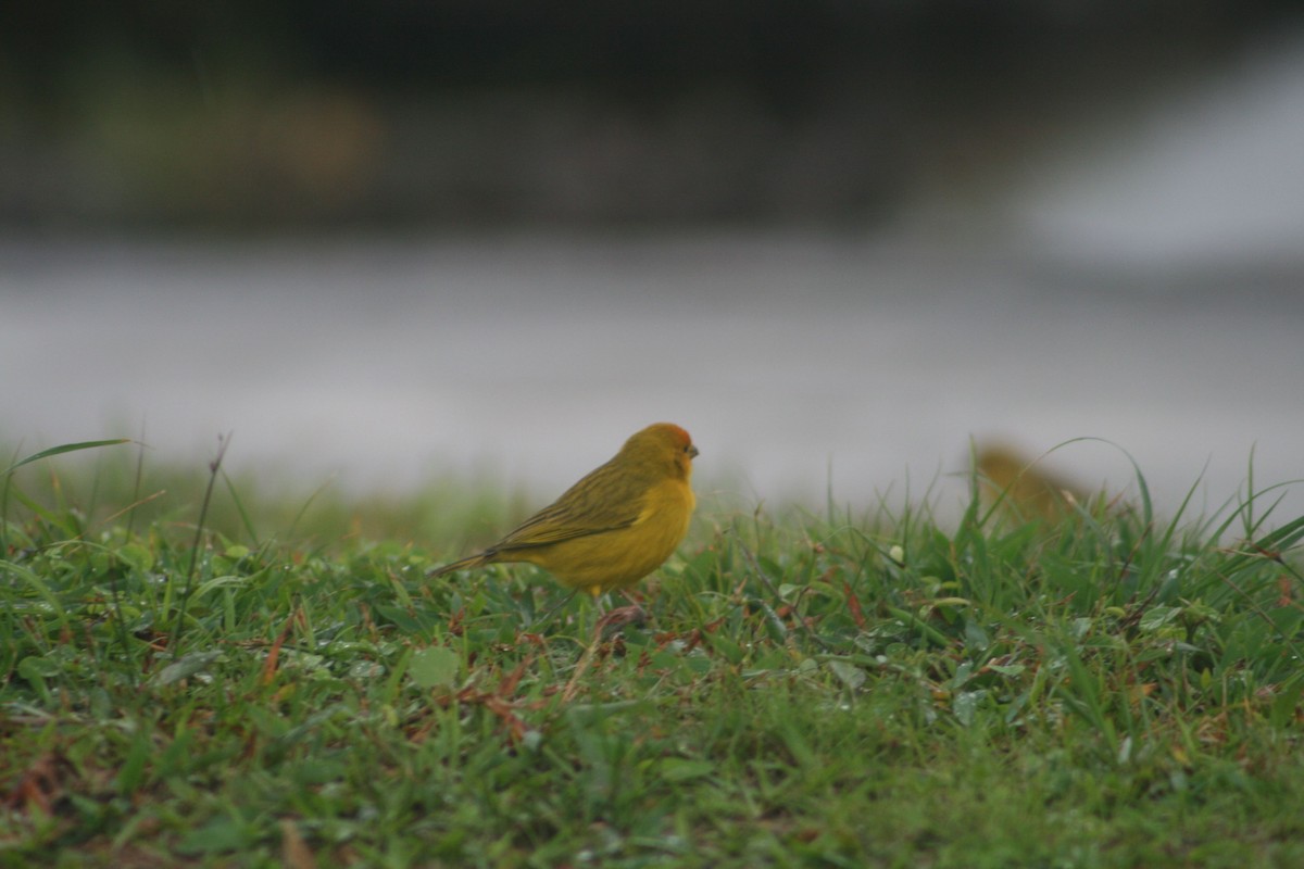 Saffron Finch - Juan martinez