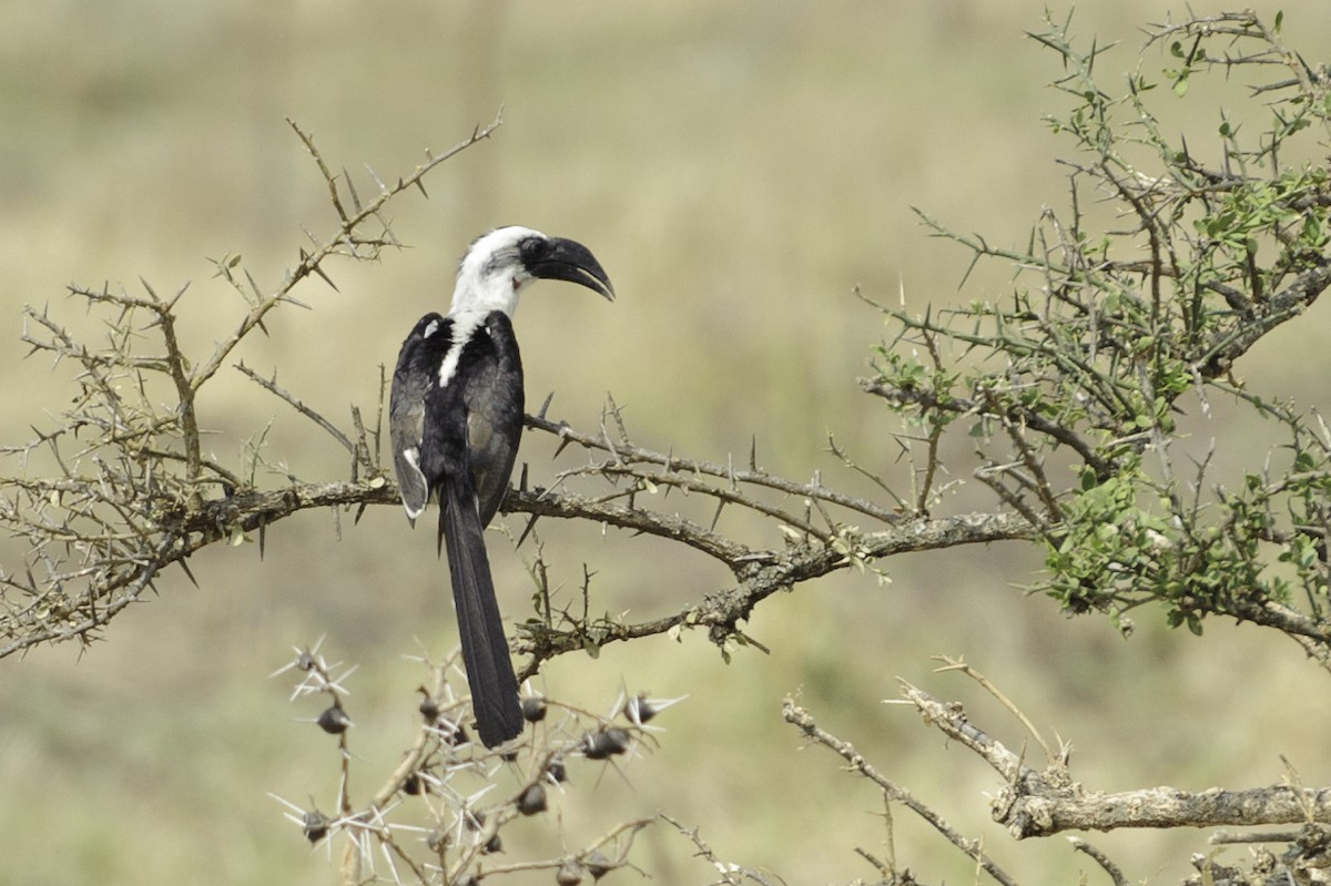 Von der Decken's Hornbill - ML70263261