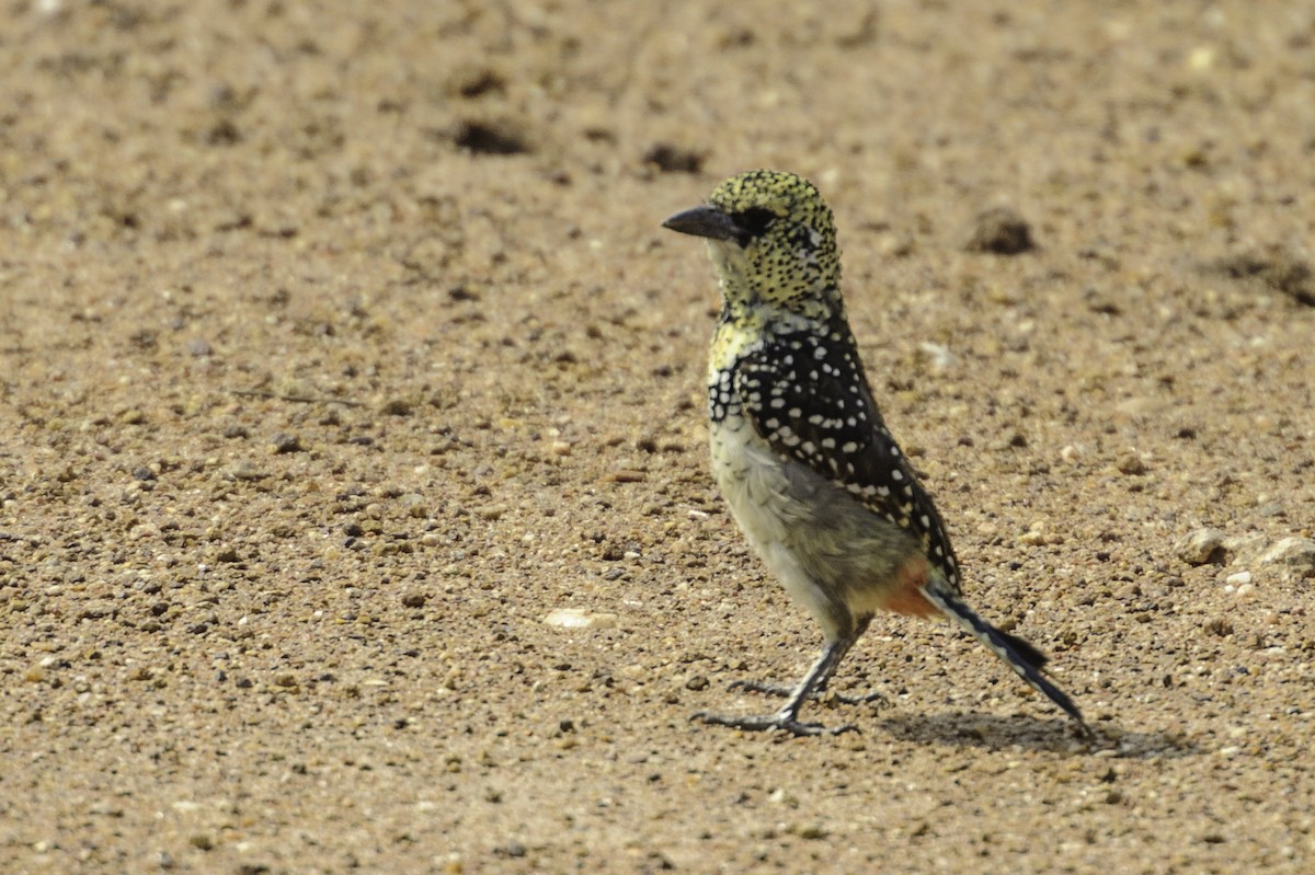 D'Arnaud's Barbet - ML70263331