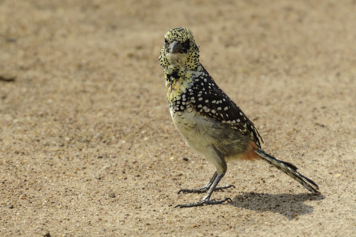 D'Arnaud's Barbet - Robert Johnson