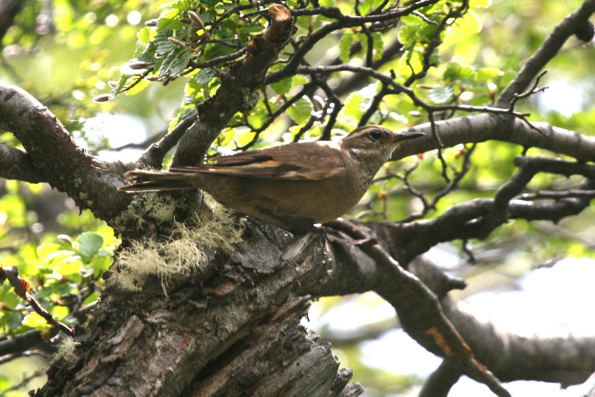 Buff-winged Cinclodes - ML702635