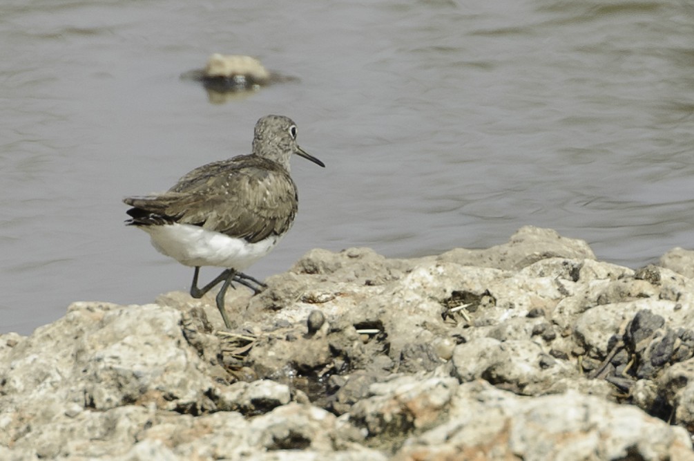 Green Sandpiper - ML70263511