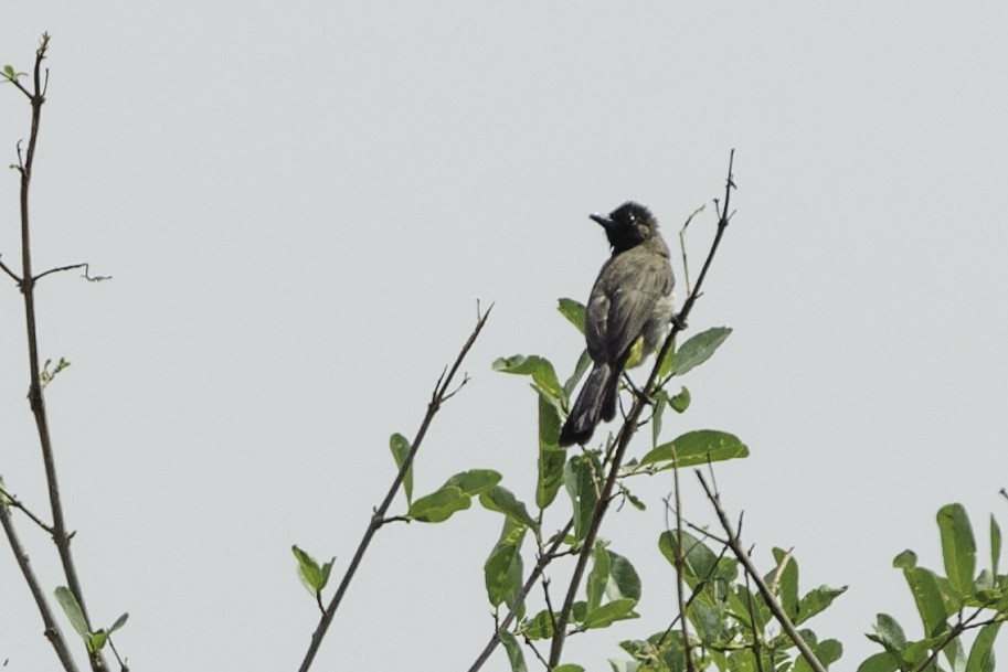 Bulbul des jardins - ML70264741