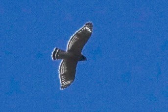 Red-shouldered Hawk - ML70264751