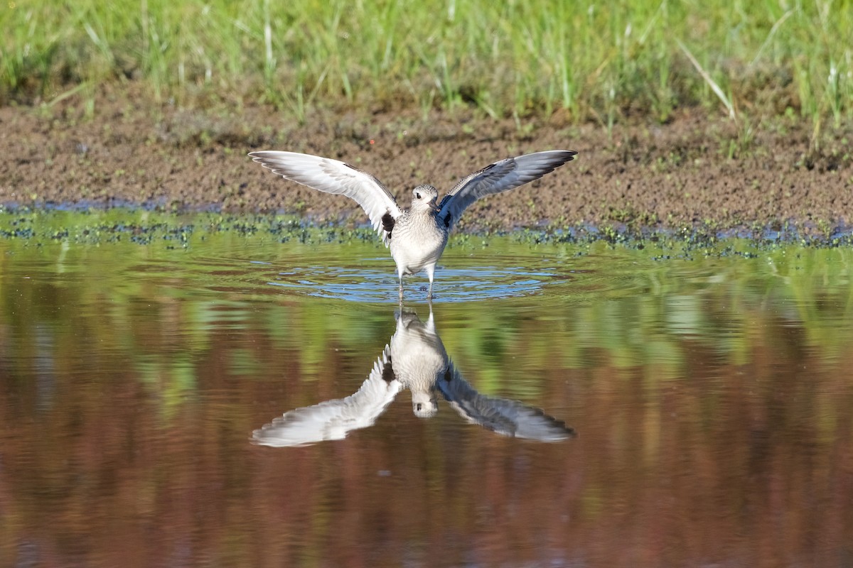 Black-bellied Plover - Jamie Baker