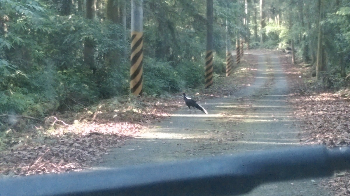 Swinhoe's Pheasant - ML70266721