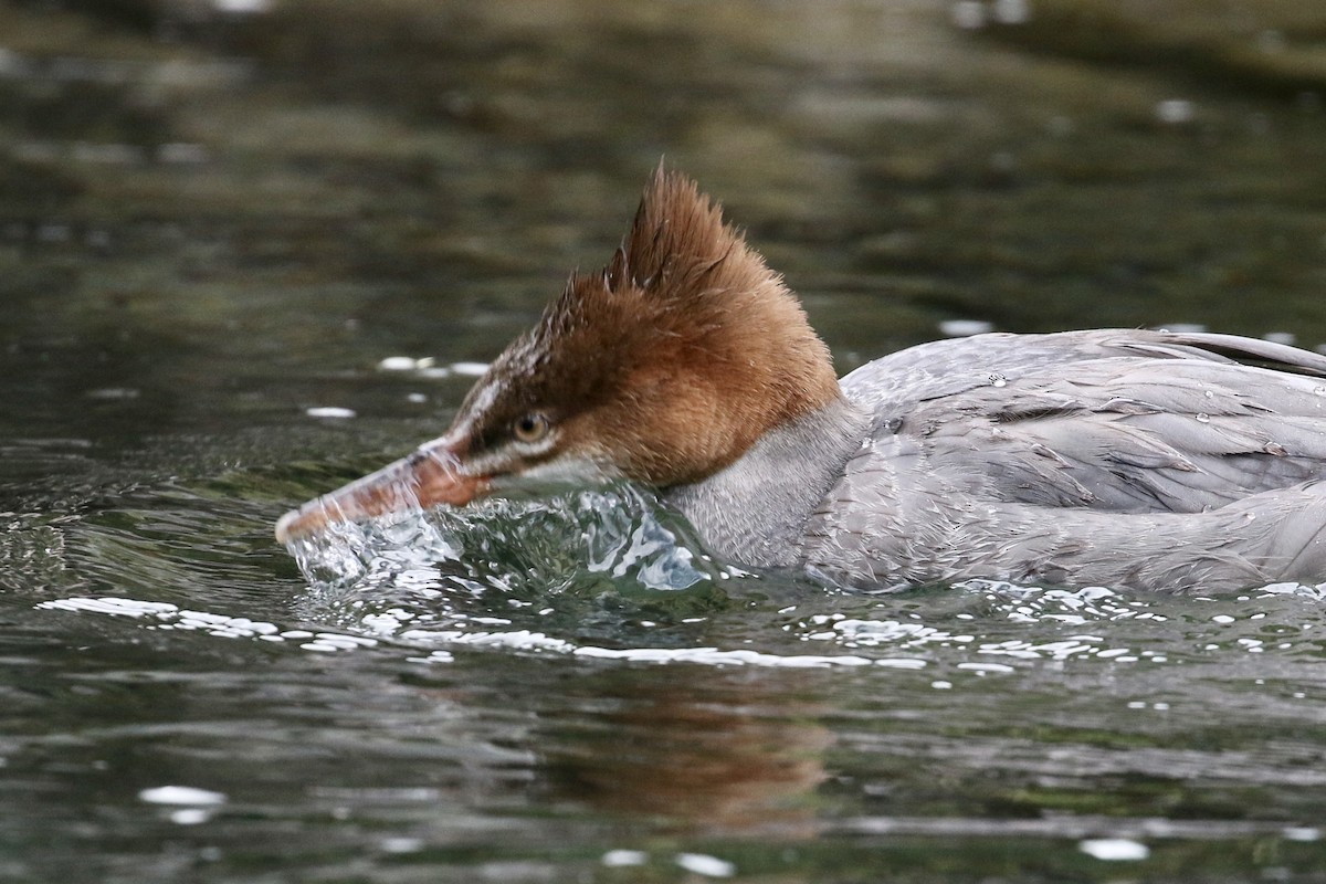 Common Merganser - ML70268691