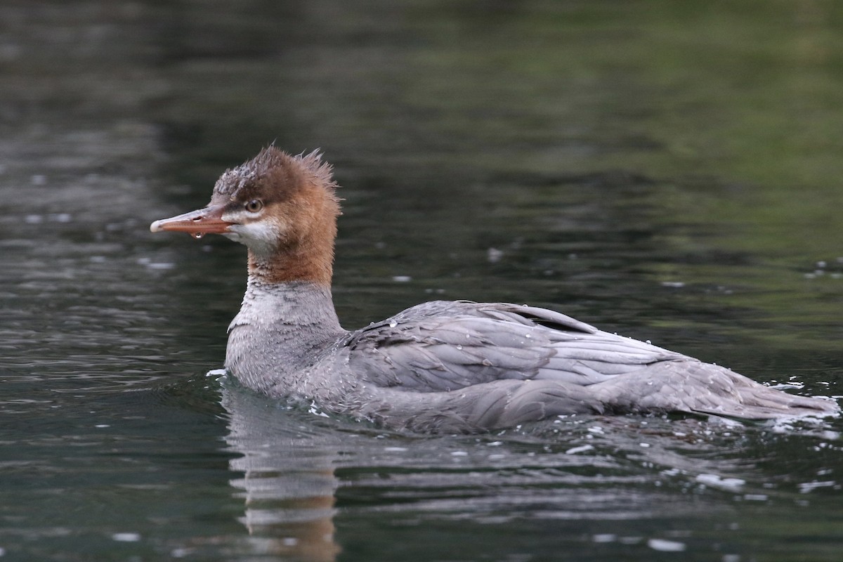 Common Merganser - ML70268701