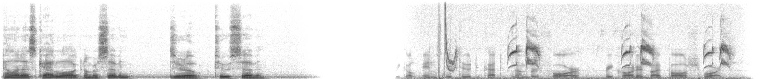 Weißbauch-Dickichtschlüpfer - ML7027