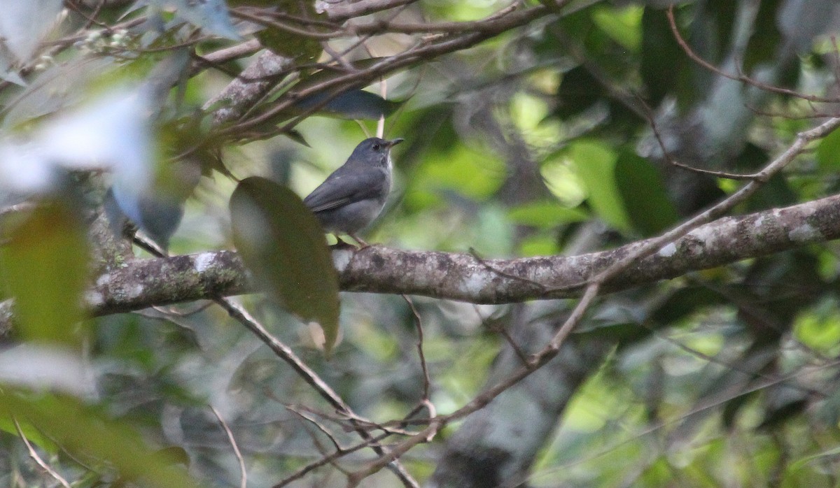 Blacksmith Thrush - Alexander Lees