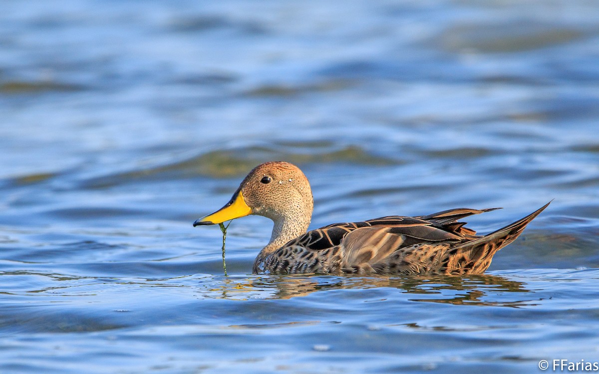 Yellow-billed Pintail - ML70272281