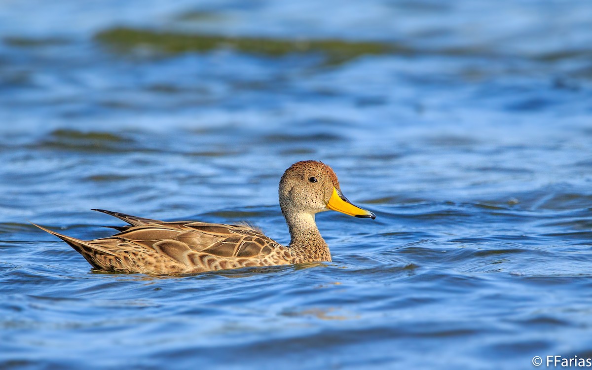 Yellow-billed Pintail - ML70272291