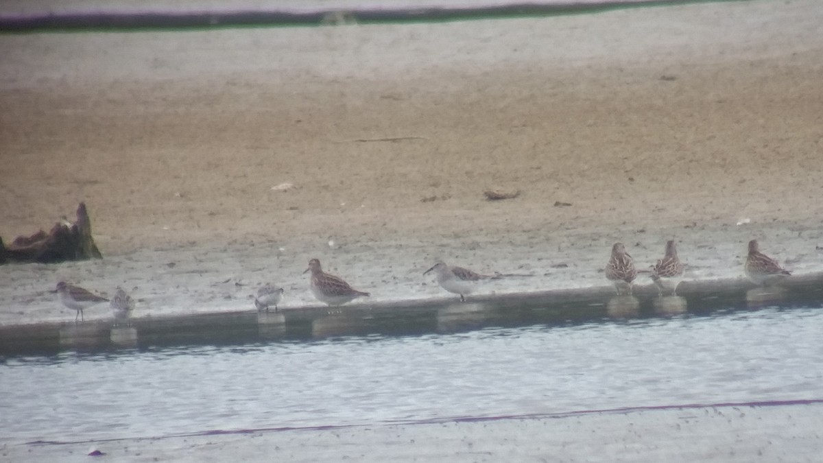 White-rumped Sandpiper - ML70272441