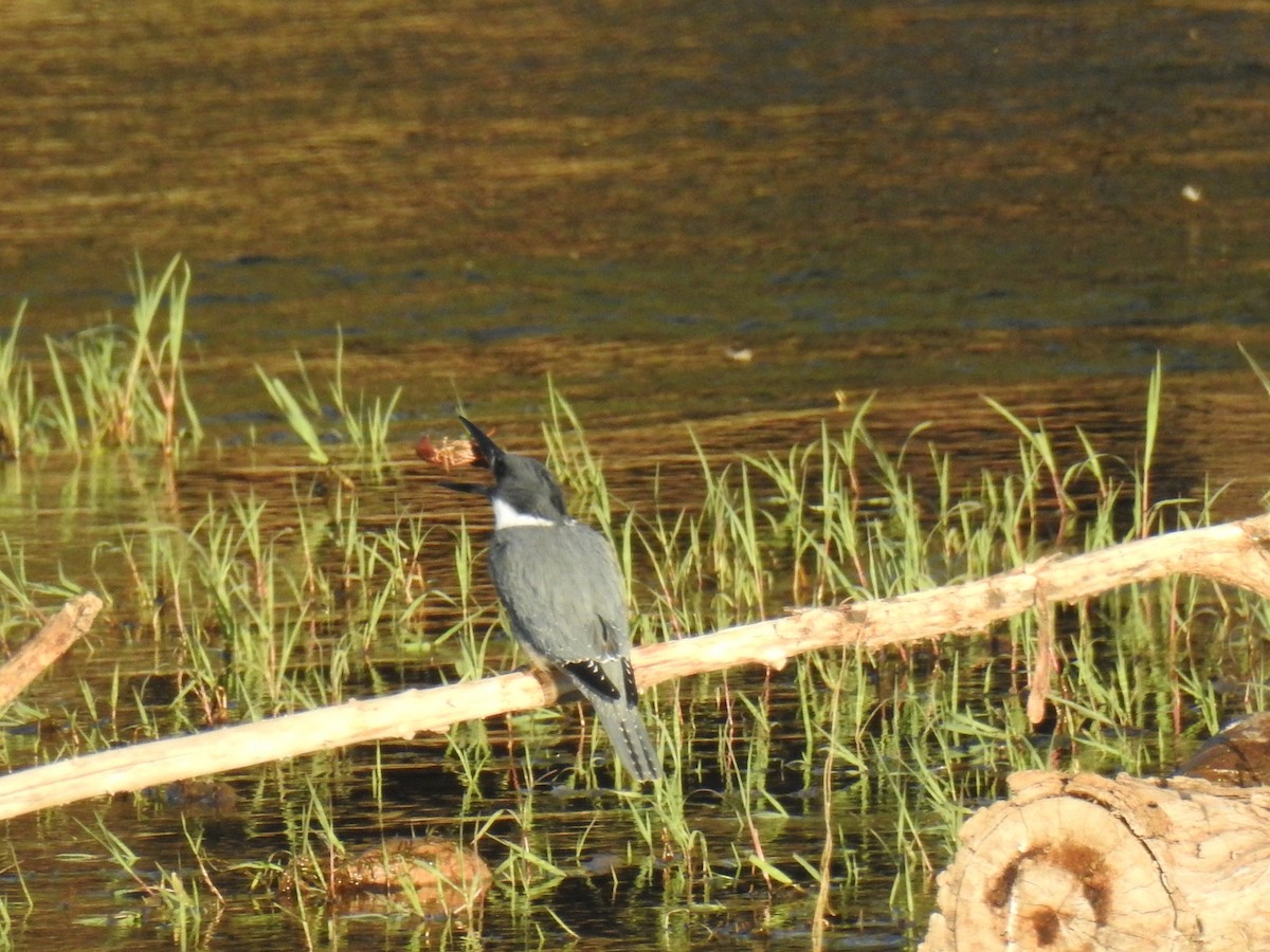 Belted Kingfisher - Duane Morse