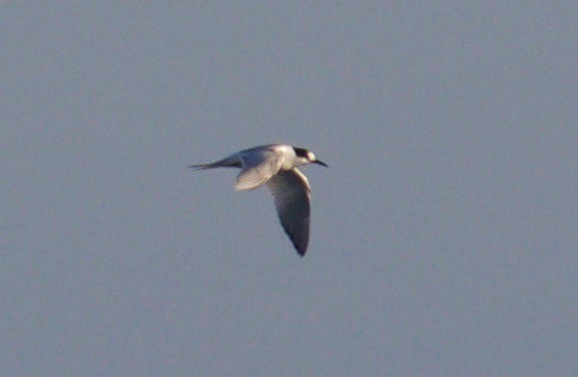 Common Tern - Cathy Reader