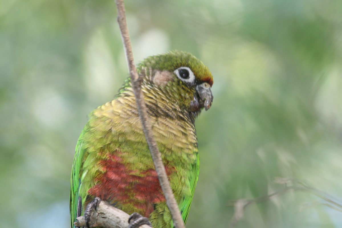 Maroon-bellied Parakeet - Juan martinez