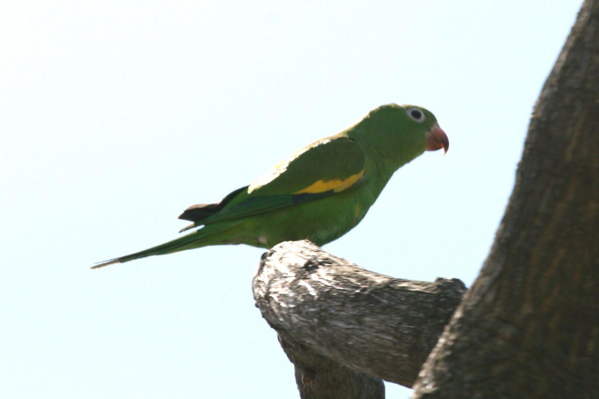 Yellow-chevroned Parakeet - Juan martinez